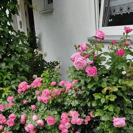 Grosszuegige Am Waldesrand Im Seenland Apartment Lauta